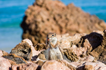 Barbary Ground Squirrel ( Atlantoxerus getulus ) , Playa de Barlovento , Fuerteventura , Canary Islands,spain,europe
