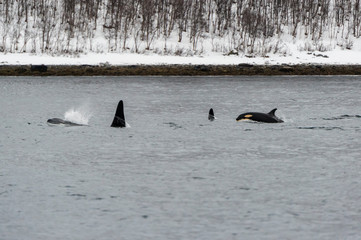 Orcas
