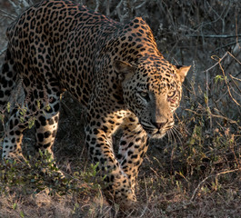 leopard walking in golden light; leopard walking in the bushes