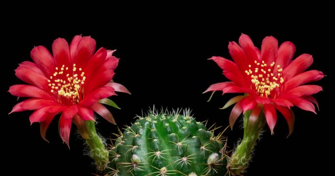 Red Colorful Flower Timelapse of Blooming Cactus Opening / 4k fast motion time lapse of a blooming cactus flower.