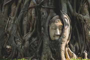 Buddha head in tree roots at Wat Mahathat temple