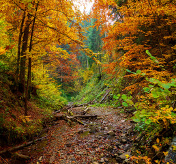 Autumn forest trees thicket in the mountains
