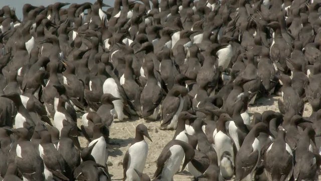 Common Guillemot or Common Murre (Uria aalge) colony on a cliff at the Farne Isles, United Kingdom