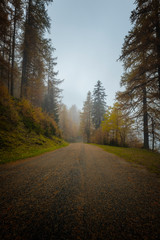 Fototapeta premium Autunno