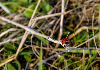 ladybug crawling on a green blade of grass.Red ladybug on a green leaf in the garden