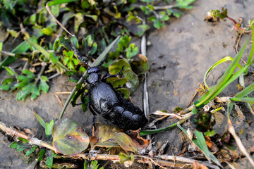 Black beetle bug on green leaf close-up