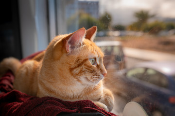 primer plano de gato atigrado de ojos verdes mirando el exterior detras de la ventana