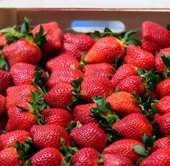Fresh ripe perfect strawberry - Food Frame Background
