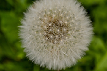 Fluffy dandelion ball.Dandelion inflorescence with seeds.Dandelion fruits with a tuft of white soft hairs.