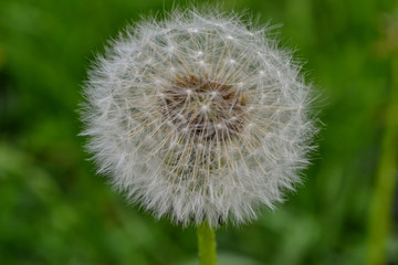 Fluffy dandelion ball.Dandelion inflorescence with seeds.Dandelion fruits with a tuft of white soft...