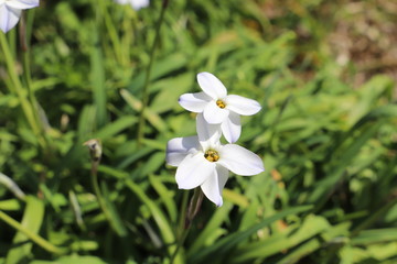 ハナニラの白い花