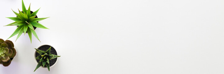 White table at home. Three succulents. An empty desk from above. Copy space. Panorama with plants