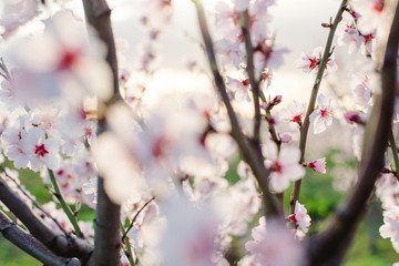 Fototapeta na wymiar Blühende Obstbaum im Frühling