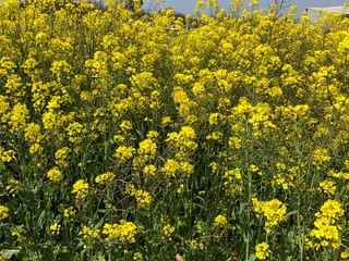 菜の花畑