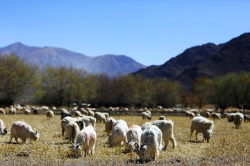 mountain landscape of the cliff in the Himalayas