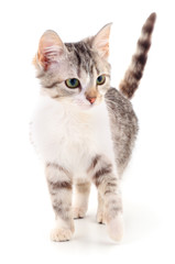 Obraz premium Small gray kitten.