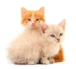 Obraz premium Dwa małe kocięta na białym tle.