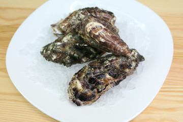  oysters in shells live lie on ice