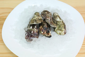  oysters in shells live lie on ice
