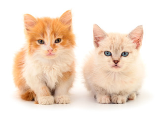 Fototapeta na wymiar Two small kittens isolated.