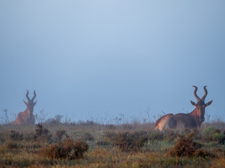 Red hartebeest (Alcelaphus buselaphus caama or Alcelaphus caama) lying on the ground in misty conditions. Eastern Cape. South Africa