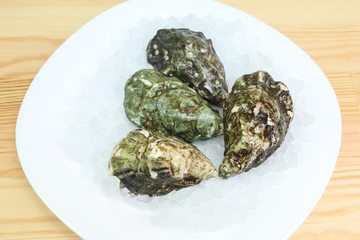  oysters in shells live lie on ice
