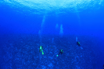 Fototapeta na wymiar Group of scuba divers