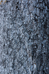 Nice rough bark texture and background of an old tree trunk