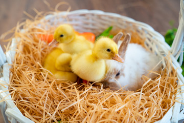 Easter Bunny and ducklings, in white basket.