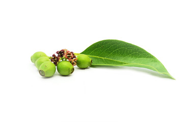 Sandalwood Santalum Album fruits flowers and leaf Closeup Isolated Shot with White background