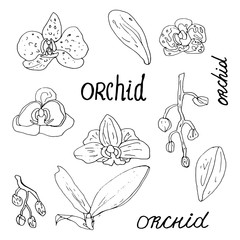 The contour of an orchid on a white background is drawn by hand. A collection of coloring books for children and adults. Set of decorative elements.Lettering.