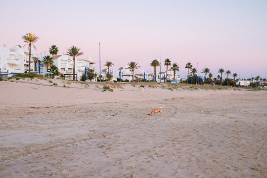 Sweet sky and sunset. Dog walking along the beach of La Barrosa, Sancti Petri, Chiclana de la Frontera