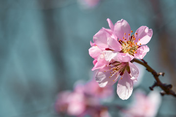 bright pink and white flowers on trees, blooming, spring landscape, beautiful background