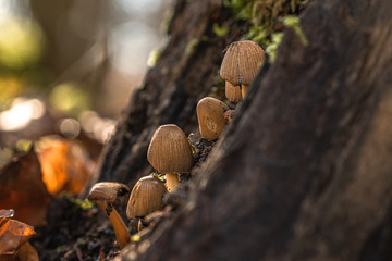 Pilze