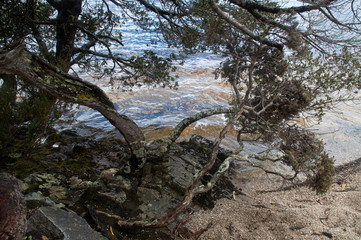 Cradle Mountain Tasmania,  Dove lake water's edge with twisted tree trunk