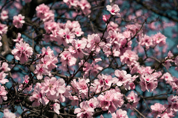 bright pink and white flowers on trees, blooming, spring landscape, beautiful background