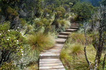 Cradle Mountain Tasmania, boardwalk at Dove lake with sub-alpine vegetation