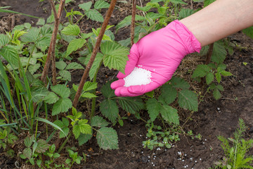 Farmer hand giving chemical fertilizer to young raspberry plants