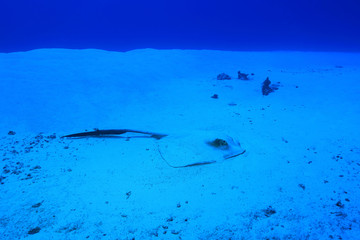 Chowtail stingray