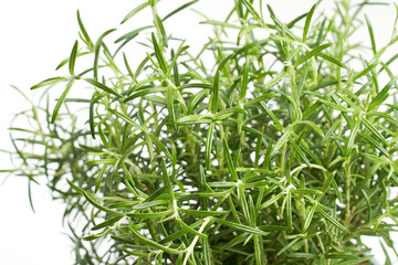 Obraz premium Rosemary green plant close up on white background 