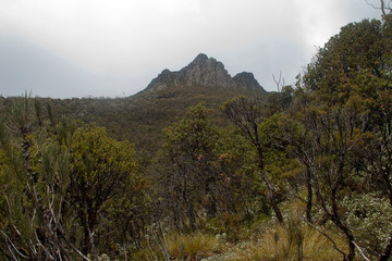 Cradle Mountain Tasmania,  view of alpine forest and cradle mountain peak