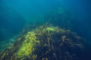 Naklejka na ściany i meble underwater landscape reef with algae, sea north, view in the cold sea ecosystem