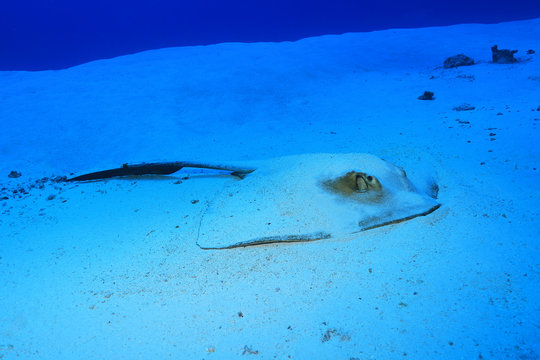Chowtail stingray