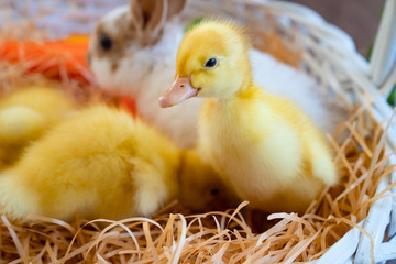 close up ducklings and Easter Bunny, in basket.
