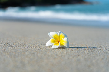 frangipani flower on the beach against the background of the sea. Holidays in the tropics. Calm and relaxation by the sea concept
