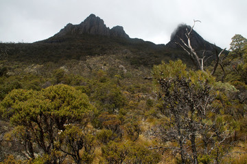 Cradle Mountain Tasmania, view of alpine forest and cradle mountain peaks on an overcast day