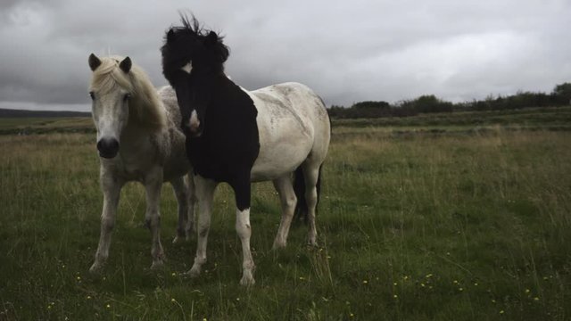 Horses looking at the camera, 4k