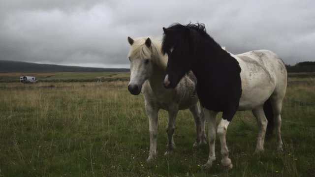 Two horses walking in a field and looking at the camera, 4k