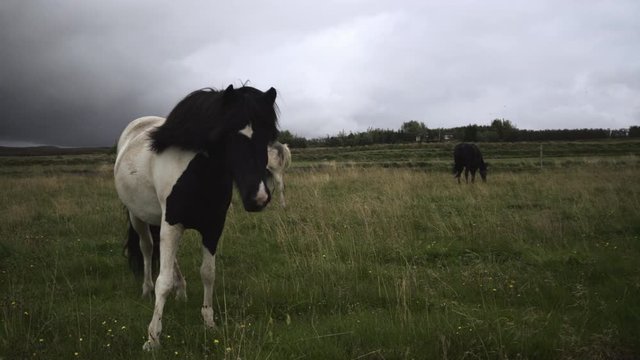 A black and white horse staying still in the winds one Iceland, 4k