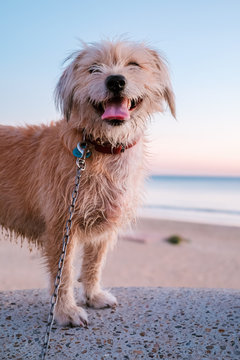 Happy dog on the beach during sunset